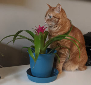 Reggie the Cat next to my plant