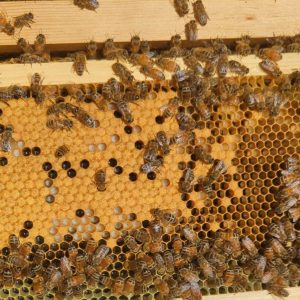 Sandra-D-honeybees Sandra's honey bees on a frame